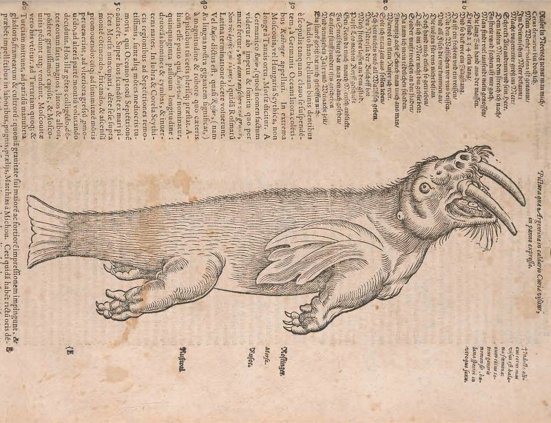 Antique illustration of a walrus with surrounding text.
