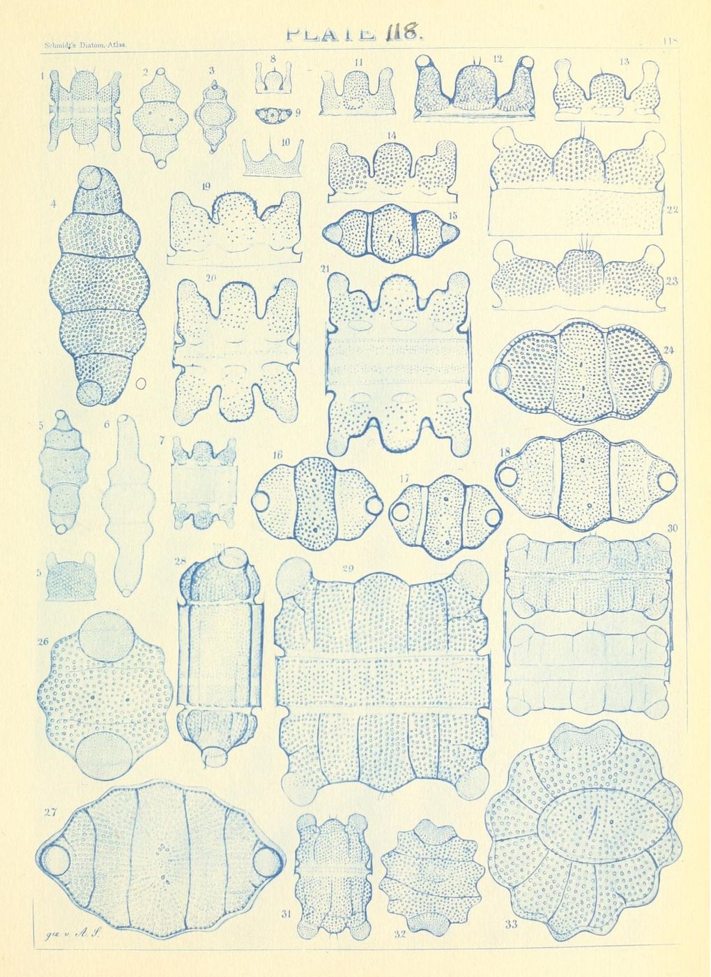 A plate from Schmidle's Diatom Atlas, Plate 118, showcasing 33 detailed illustrations of various diatom species, each labeled with a number from 1 to 33.