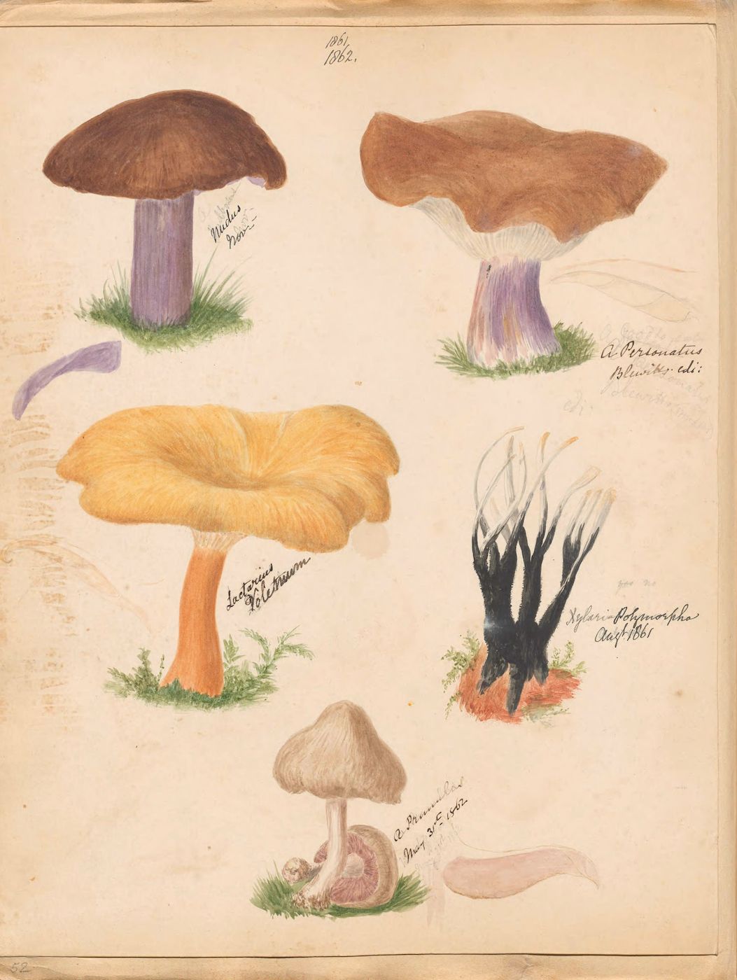 A vintage botanical illustration featuring six different types of mushrooms, rendered in watercolor and ink on cream-colored paper.