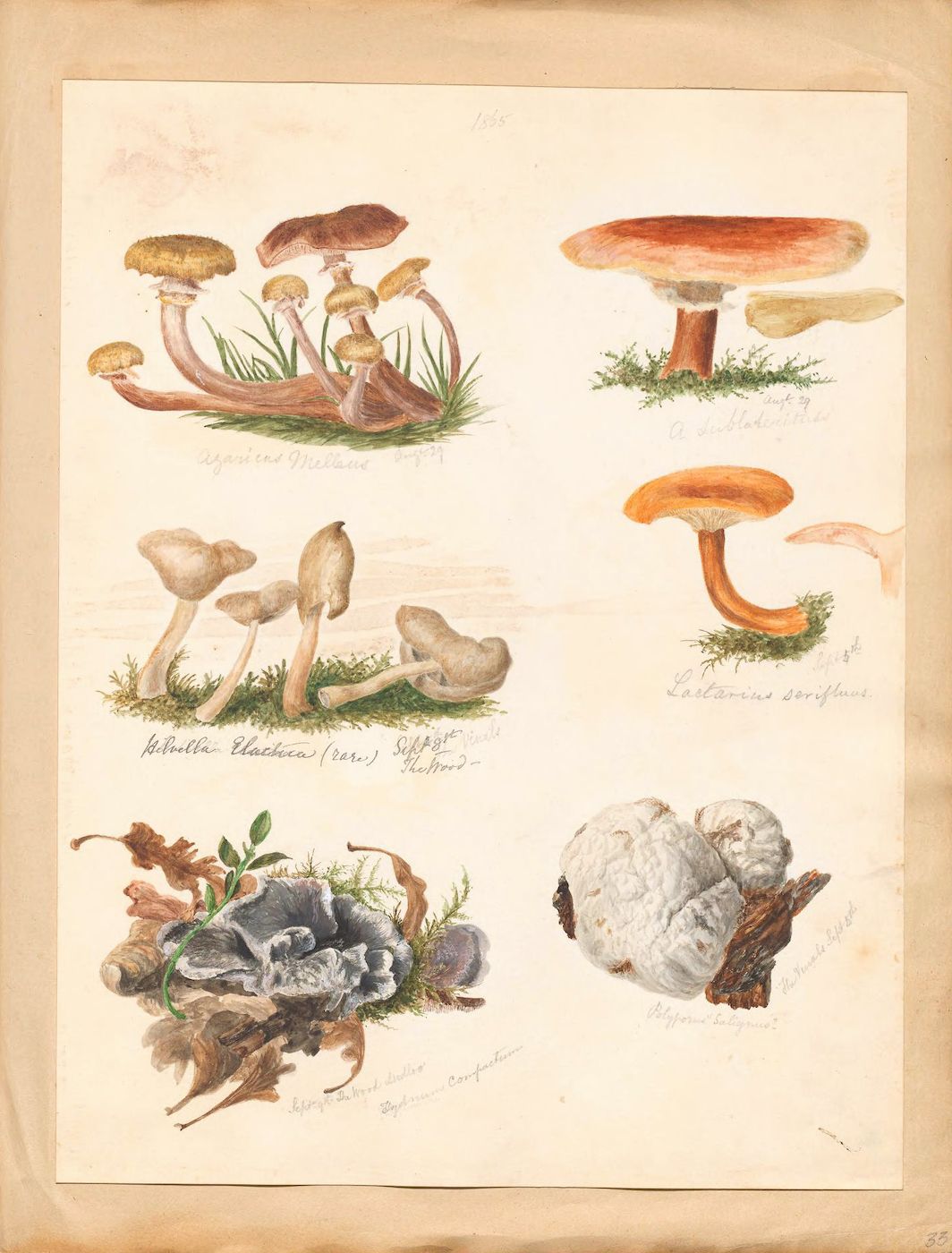 Vintage botanical illustration of various fungi and puffballs on aged paper.