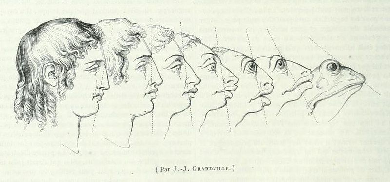 A series of profiles transitioning from a human head to a frog head in a vintage black and white sketch.