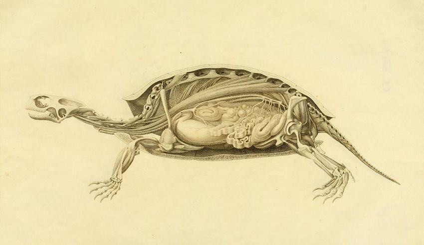 A detailed anatomical illustration of a turtle, with its shell partially removed to reveal its internal organs and skeletal structure.