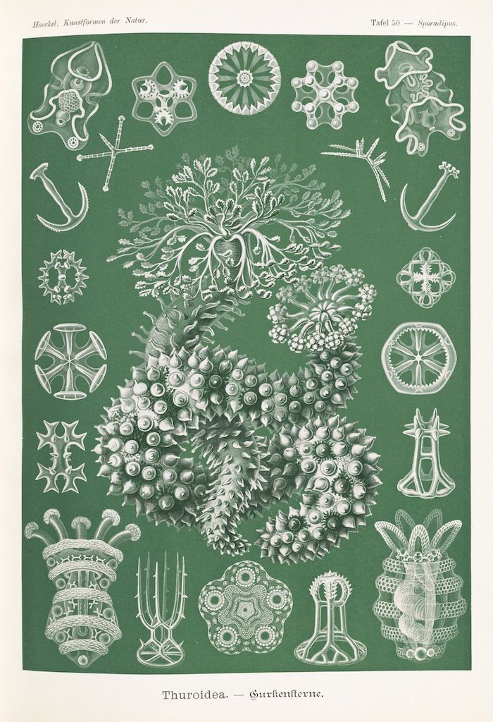 Vintage scientific illustration of various marine invertebrates, including sea urchins, starfish, and crinoids, on a green background.