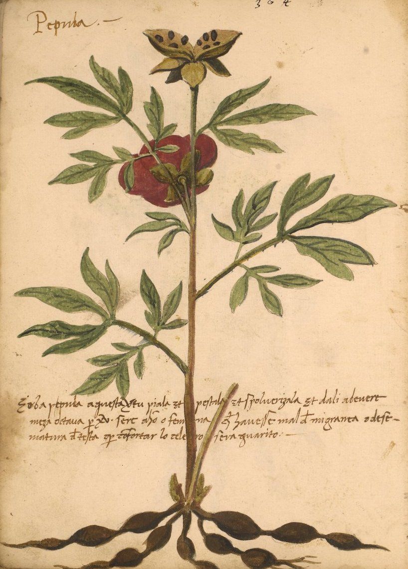 Vintage botanical illustration of a plant with green leaves, yellow flowers, and red fruit, surrounded by handwritten text.