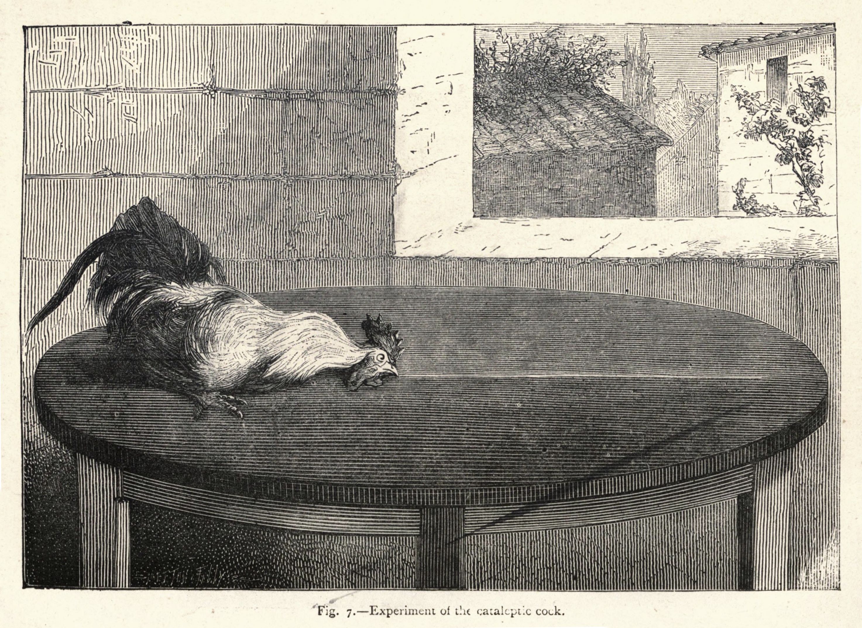 A vintage illustration of a rooster lying on a table as part of a scientific experiment.