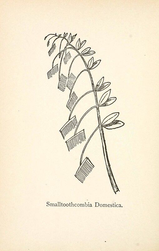 Vintage botanical illustration of a plant labeled 'Smalltoothcombia Domestica'.