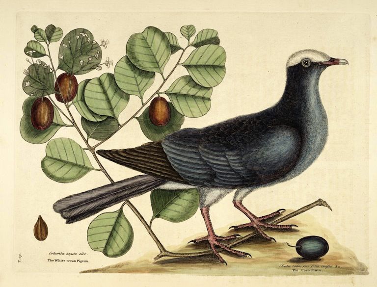 Vintage illustration of a white-crowned pigeon perched on a branch with red fruit.