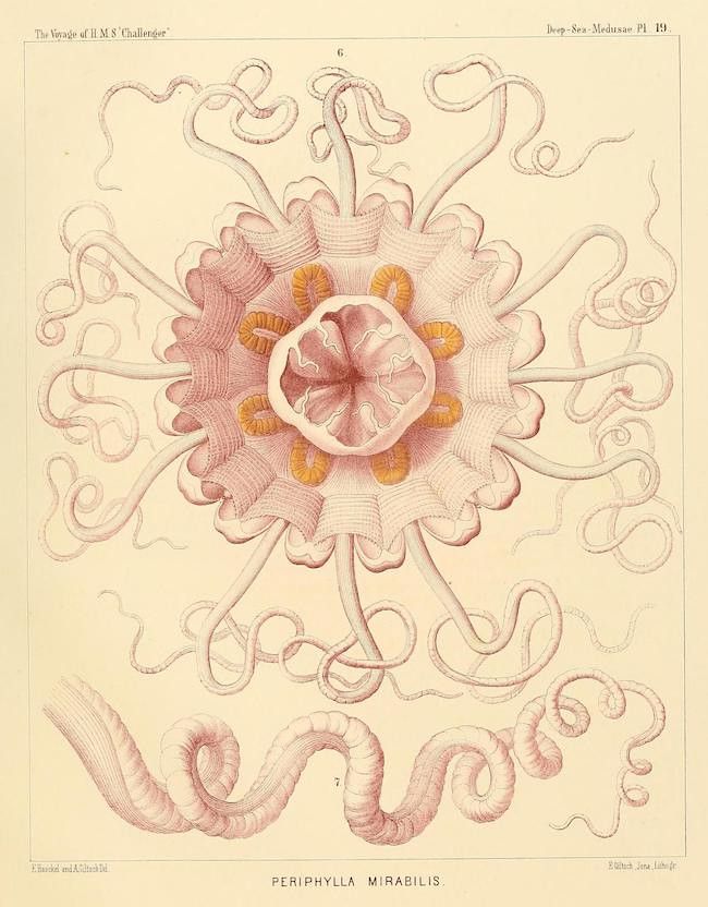 Vintage scientific illustration of a jellyfish, *Periphylla mirabilis*, with flowing, curled tentacles.