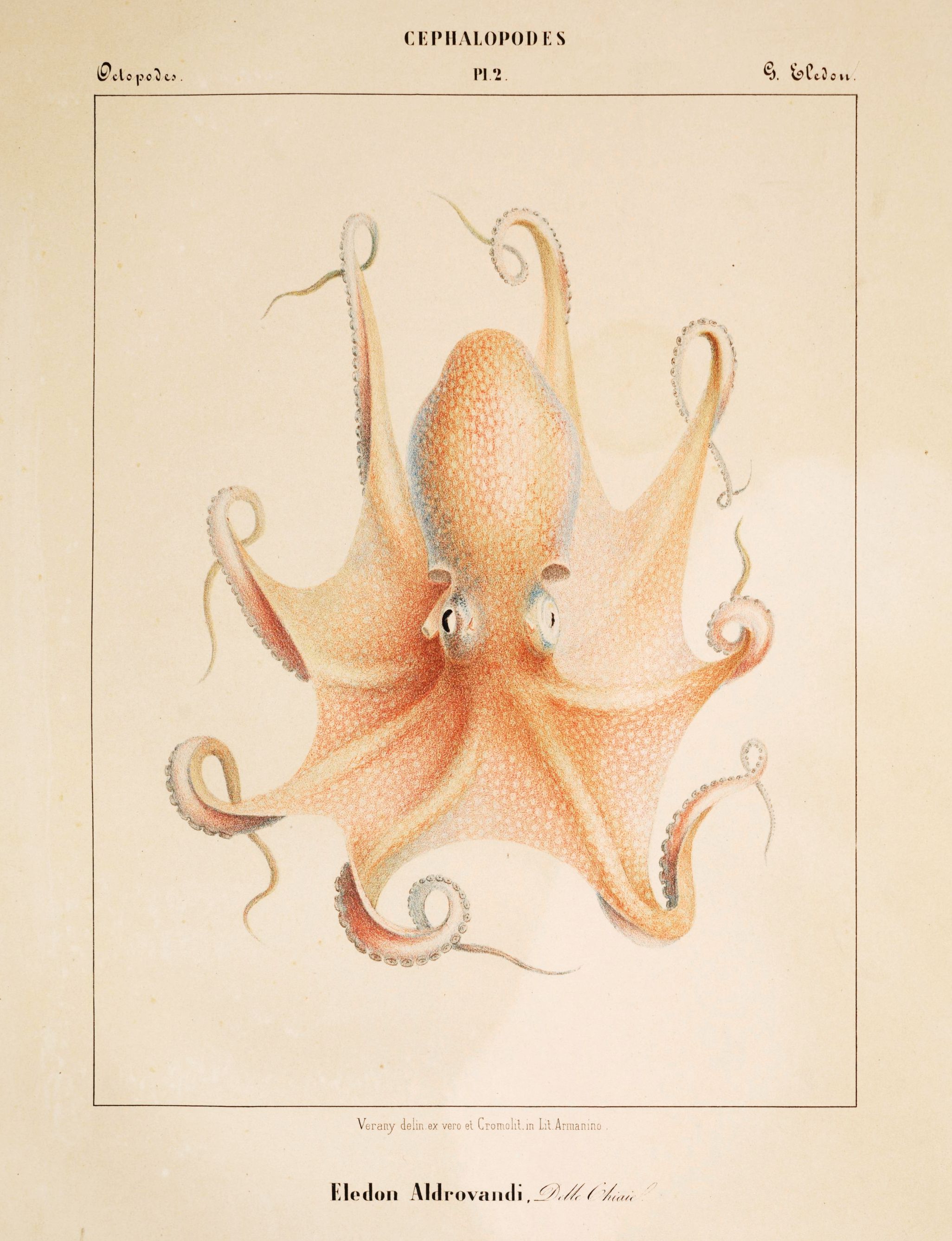 Vintage scientific illustration of an octopus with eight arms and a bulbous body, rendered in soft pink and peach tones.