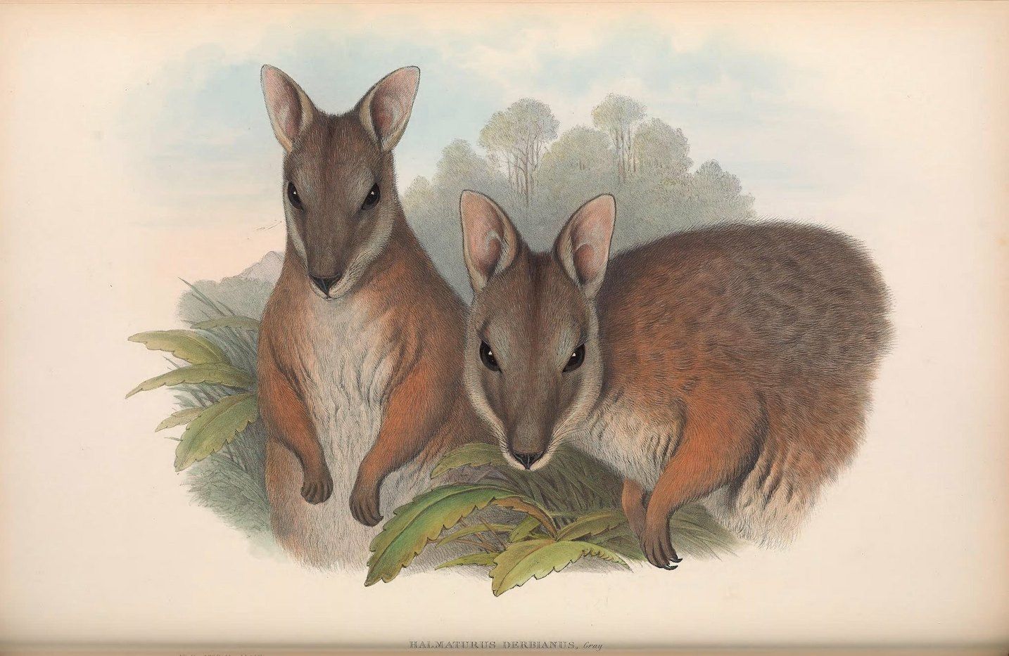 Vintage lithograph of two wallabies sitting in a patch of grass, with trees in the background.