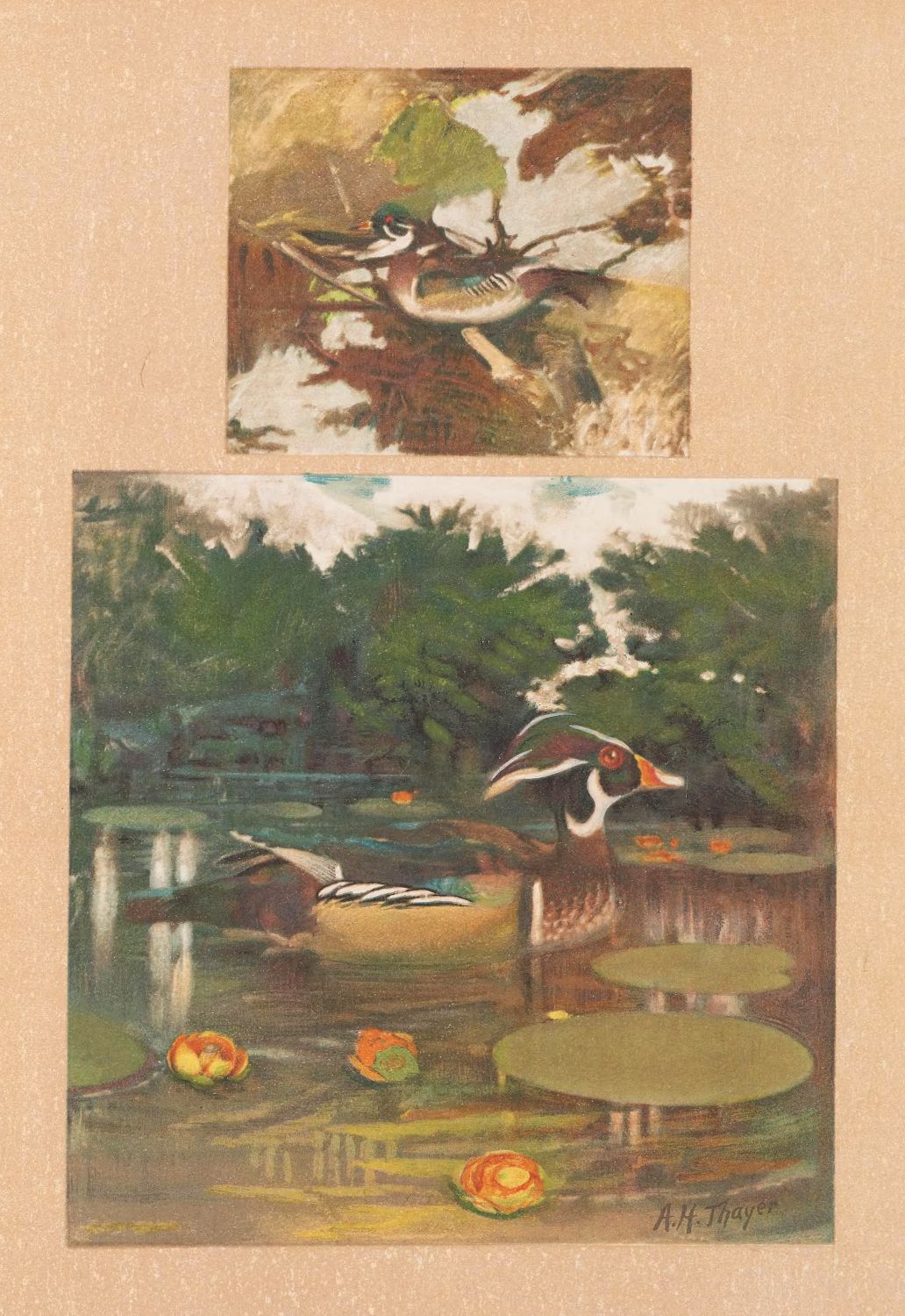 Vintage artwork of a pond scene with ducks and a fish.