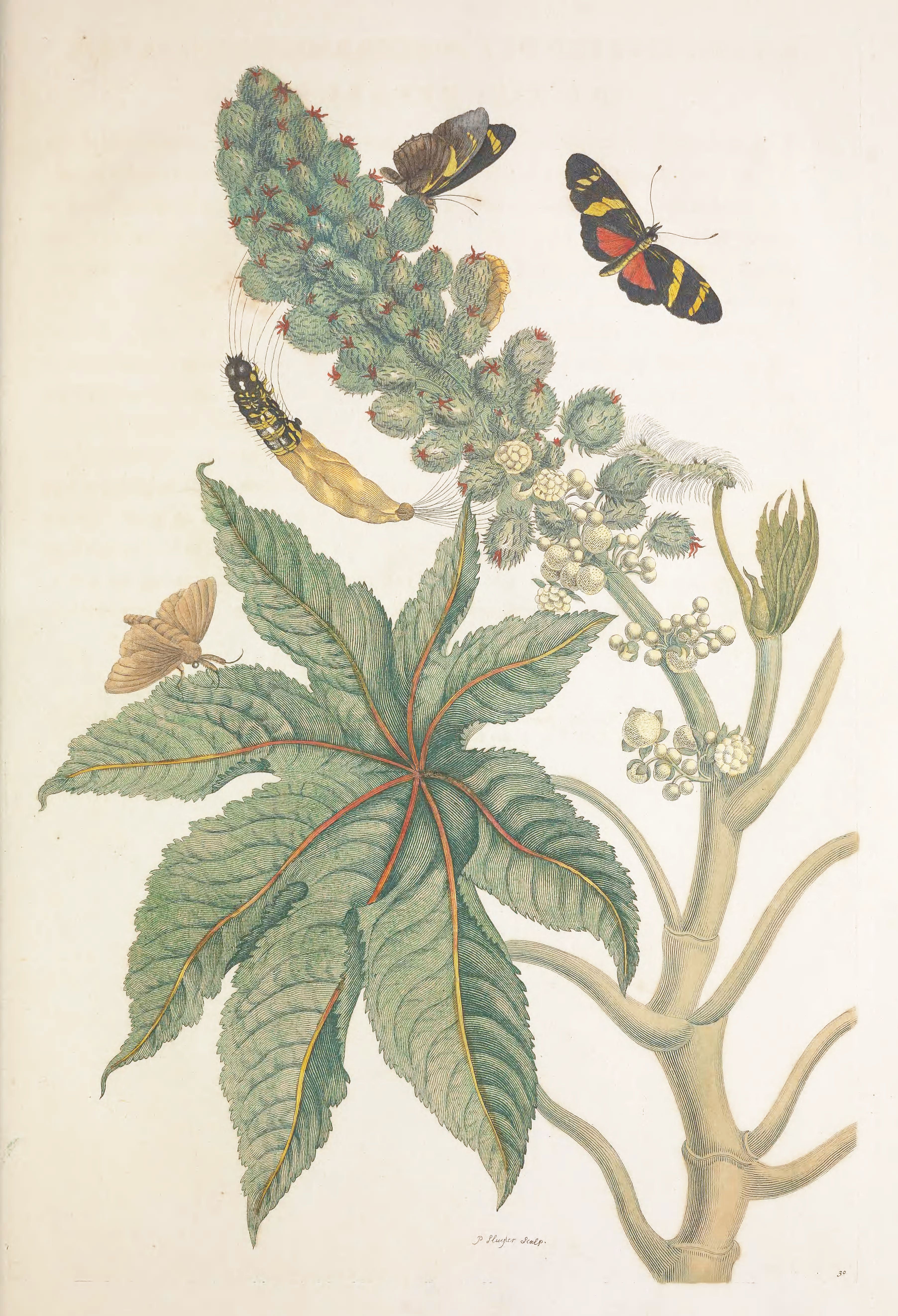 Botanical illustration of a plant with butterflies.