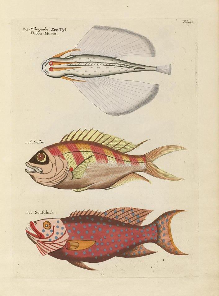 Vintage illustration of three different types of fish, labeled in a foreign language.