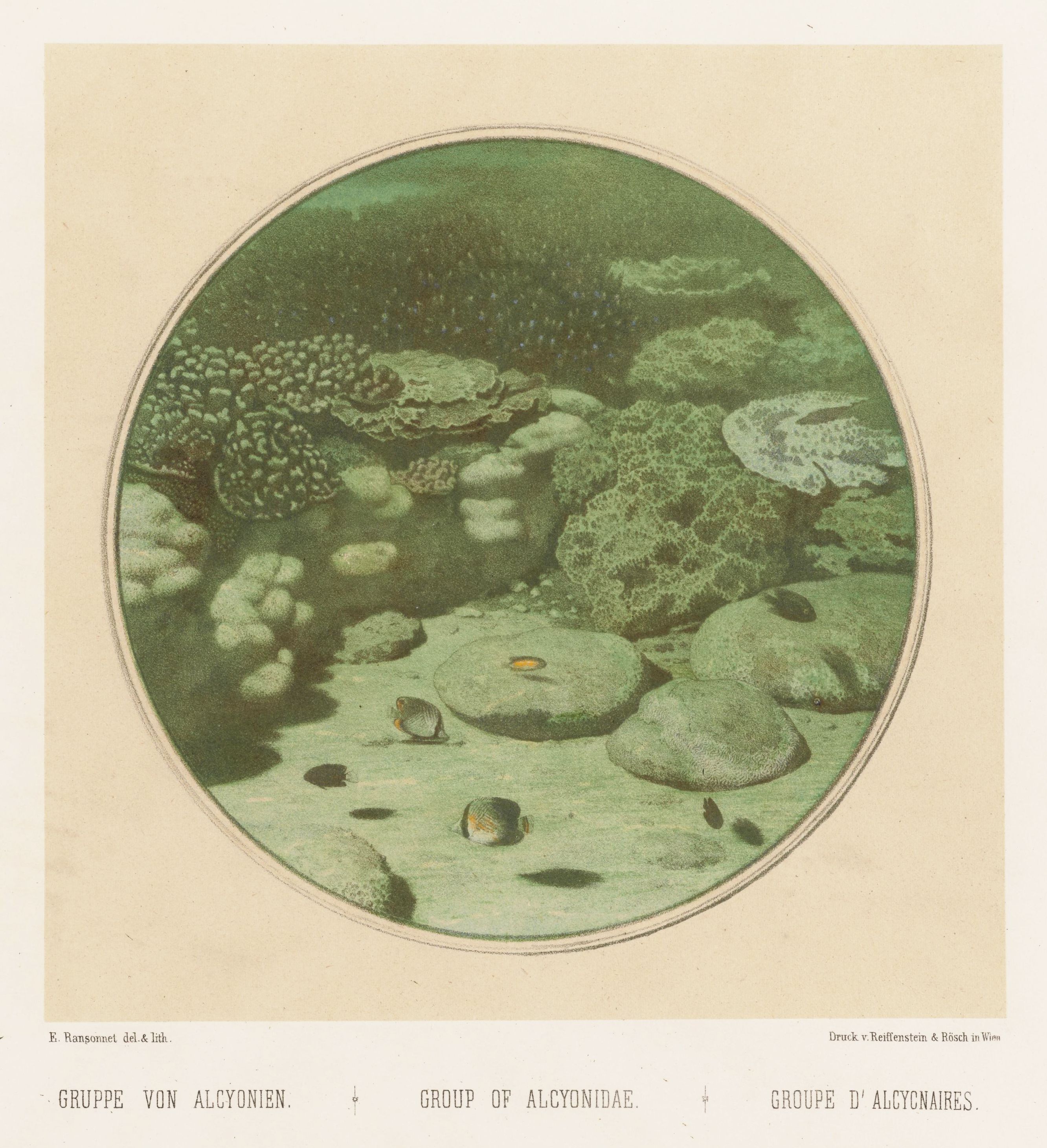 Vintage lithograph of a group of Alcyonidae (soft corals) on the sea floor, with rocks and small fish.