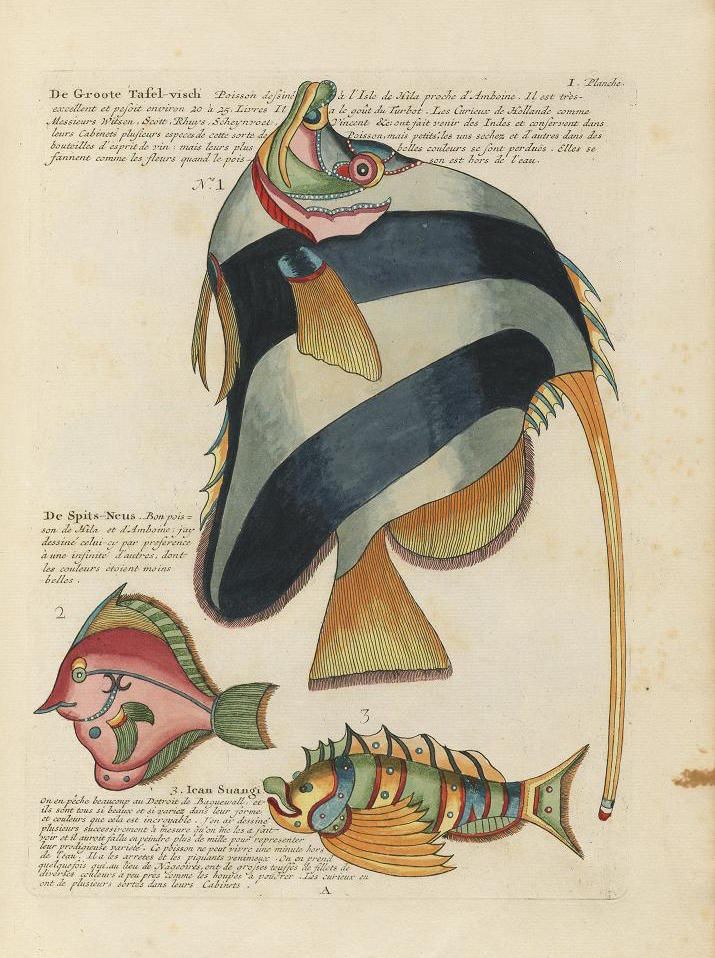 Vintage illustration of three fish within a tricorn hat and alongside text.