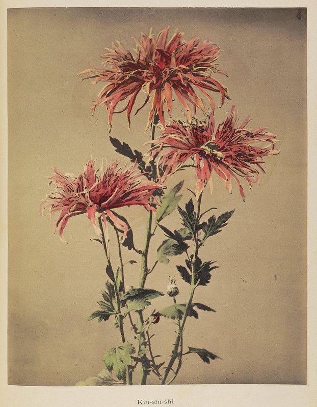 Vintage botanical illustration of a cluster of reddish-pink chrysanthemums with green stems and leaves against a beige background.