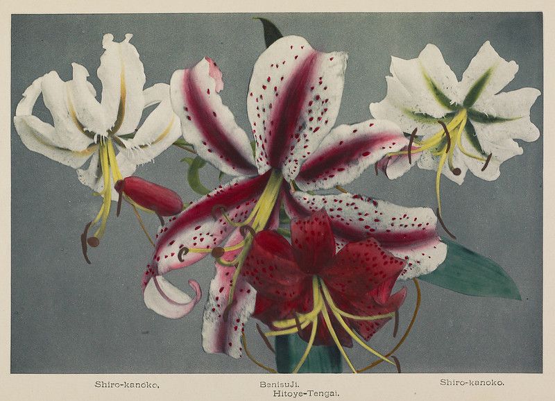 Vintage botanical illustration of three lilies with speckled petals on a pale green background.
