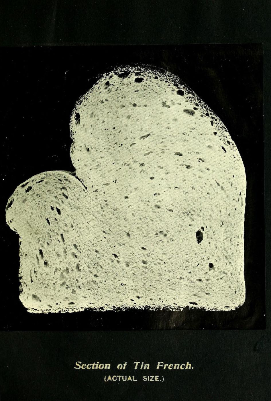 A vintage image of a cross-section of "Tin French" bread, showing its open crumb structure against a dark background. Text below reads "Section of Tin French. (ACTUAL SIZE.)"