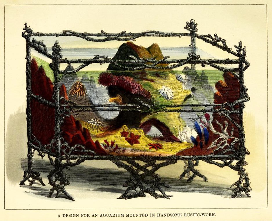 A vintage illustration of an aquarium design with an octopus inside, framed by rustic branches.