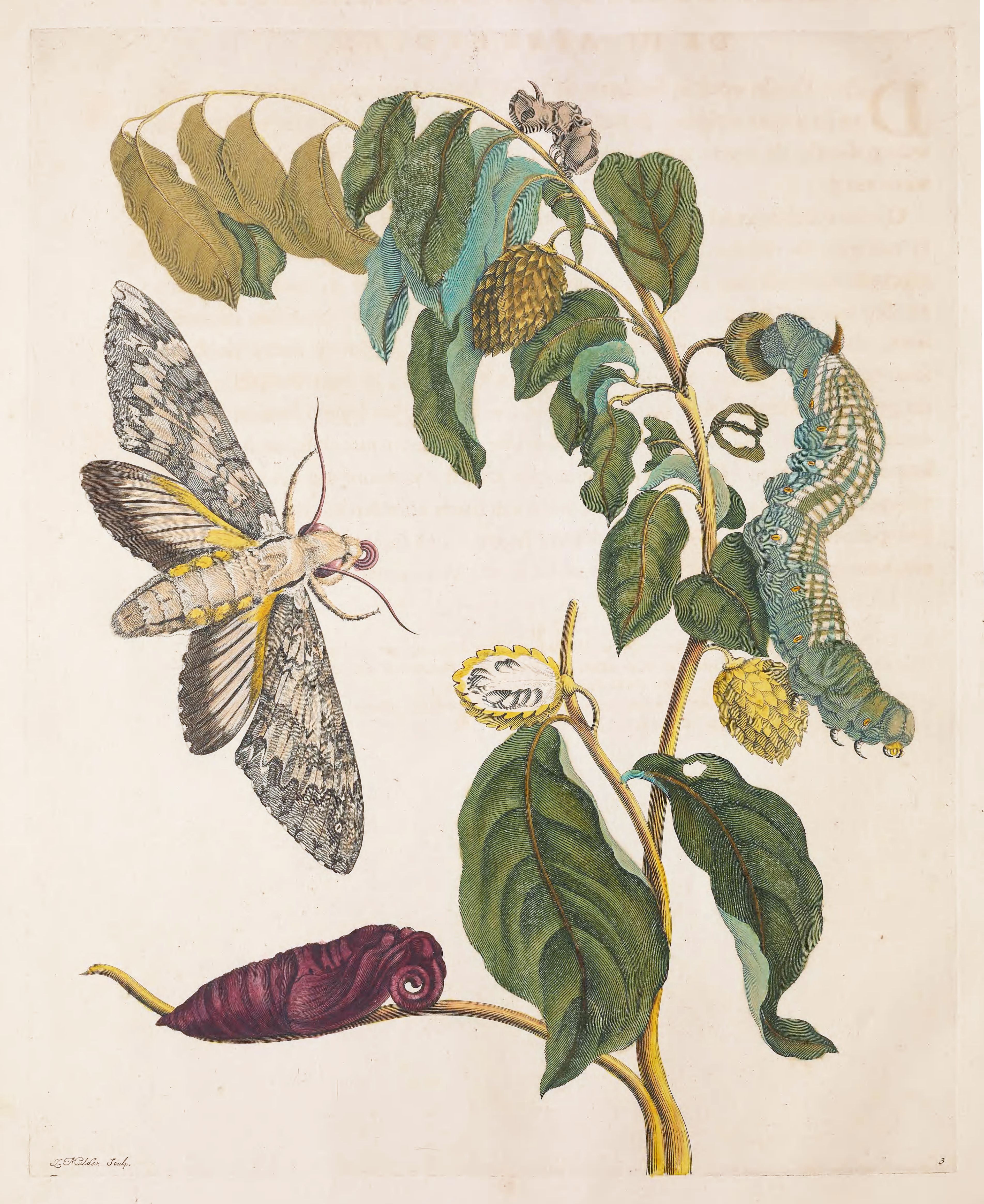 Botanical illustration of a moth and its life cycle stages.