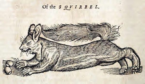 Vintage woodcut illustration of a squirrel holding a nut.