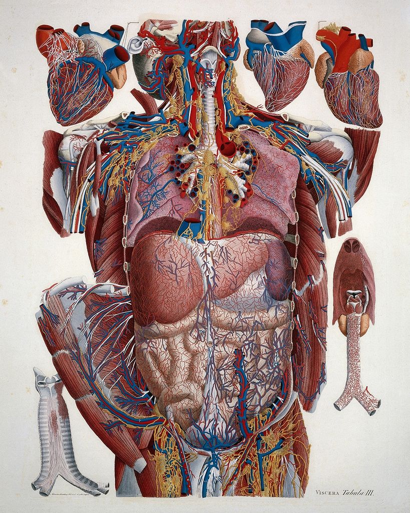 Detailed anatomical illustration of the human torso, showcasing internal organs and vascular system.