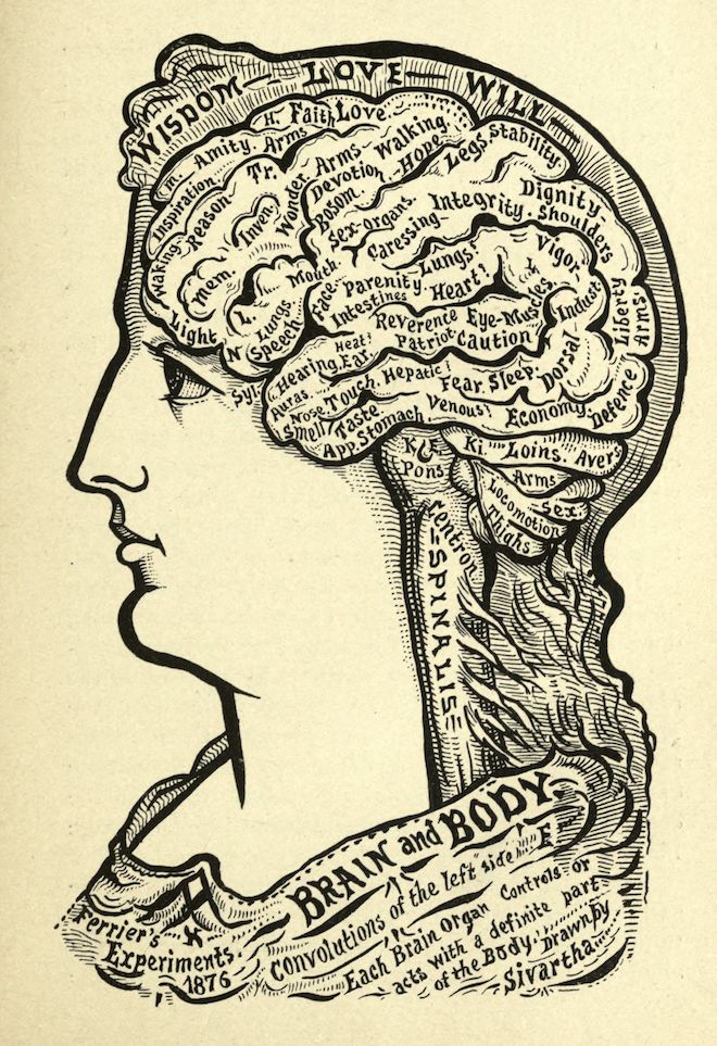 Vintage illustration of a human head in profile, filled with labels and diagrams relating to phrenology.