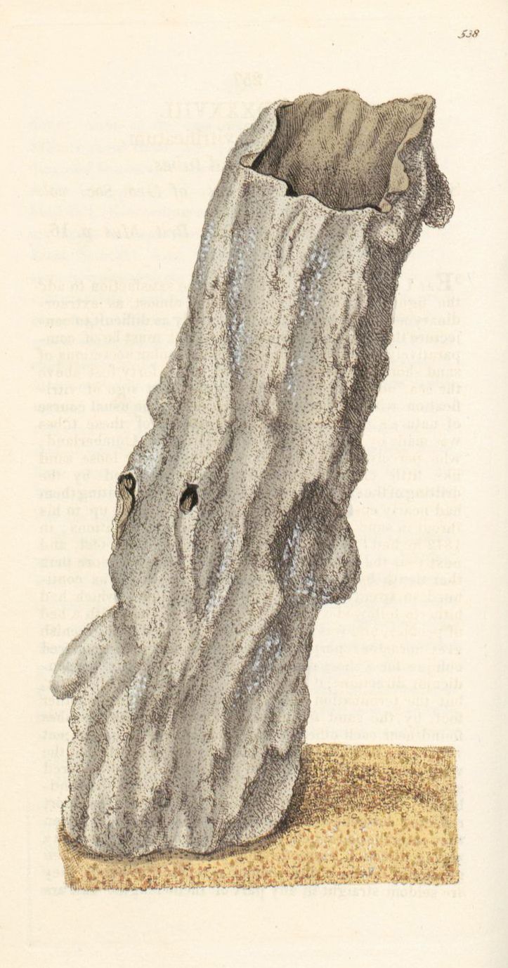 Vintage illustration of a gray and brown sea slug with a textured, cylindrical body resting on a sandy base.