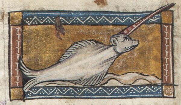Medieval illustration of a narwhal being speared.