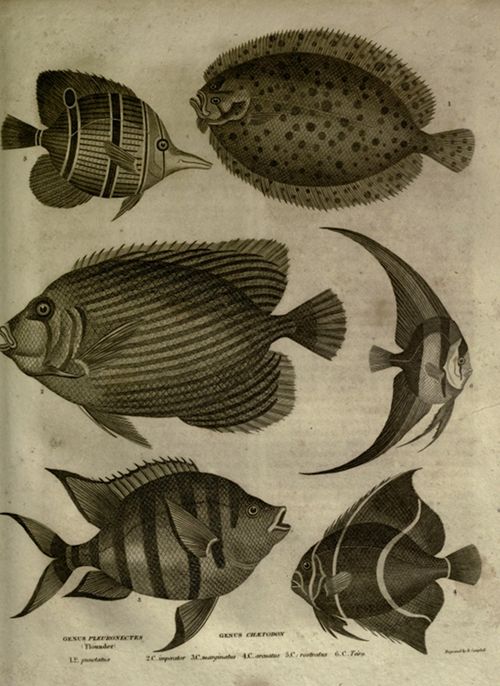 Vintage illustration of six different fish species in a monochrome style.