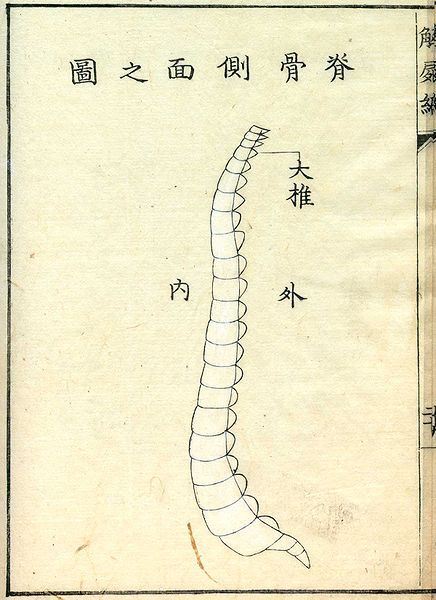 Vintage diagram of a segmented worm with Chinese anatomical labels.