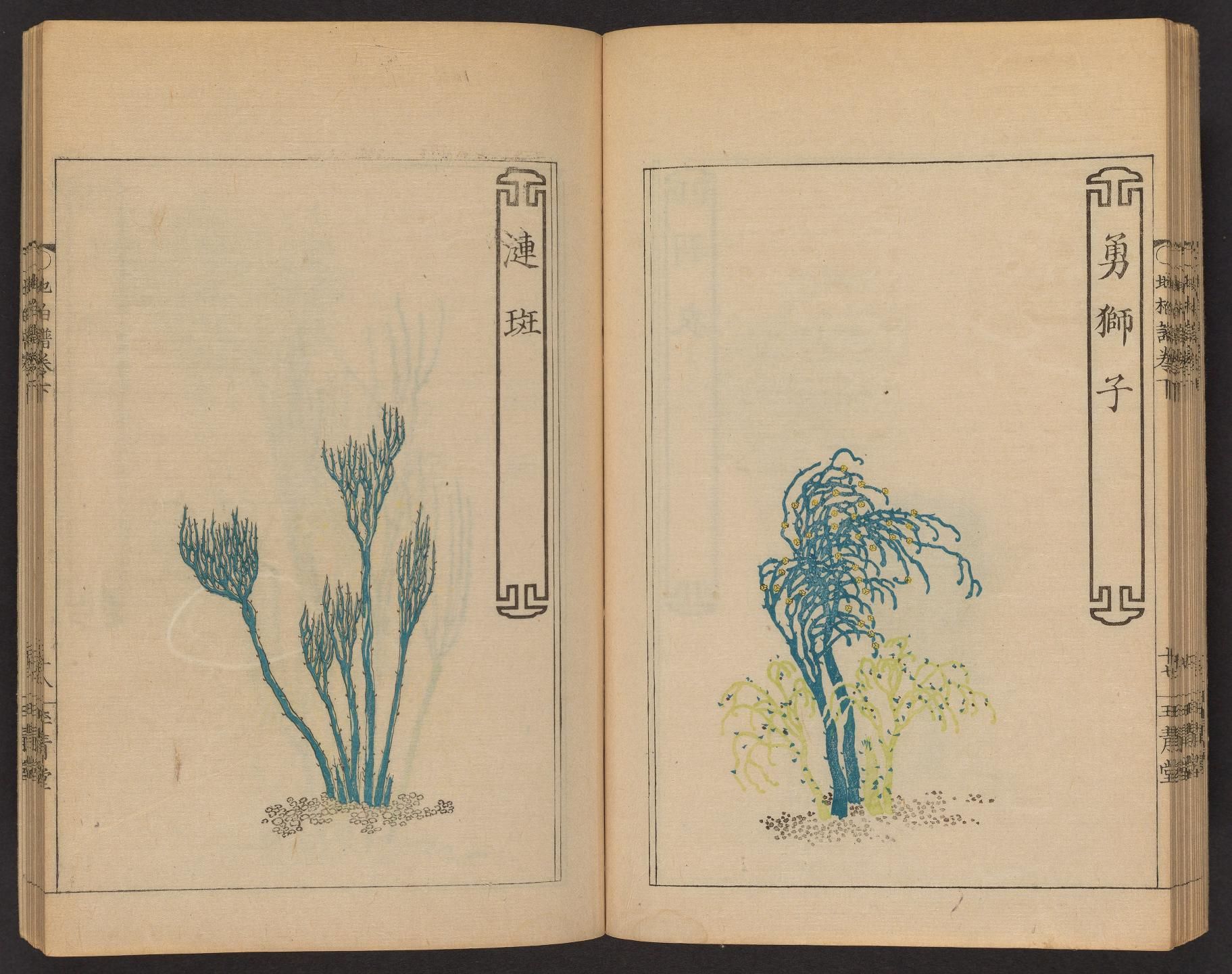 Open book with two facing pages, each featuring a botanical illustration of a plant in a blue-green hue. The left page shows a tall, upright plant, while the right page depicts a weeping plant. Both pages have decorative borders and vertical Chinese characters.