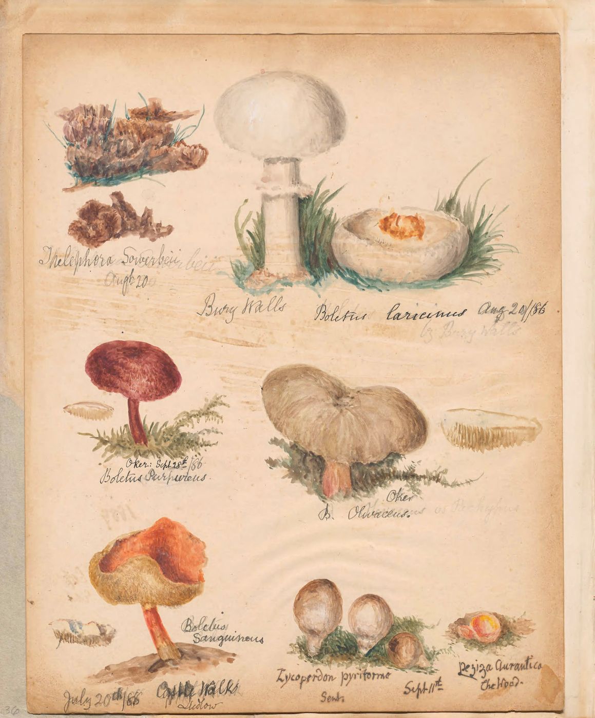 A vintage botanical illustration featuring a collection of mushrooms, rendered in watercolor and ink on a cream-colored paper.