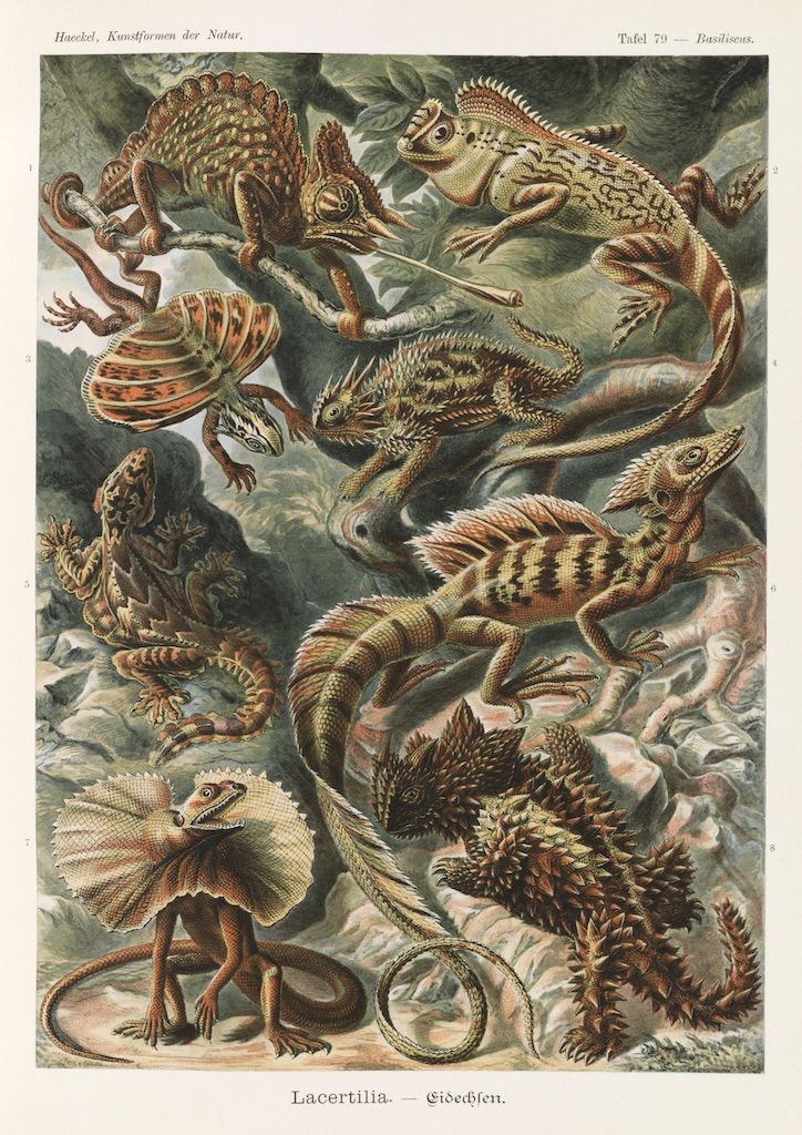 Vintage scientific illustration of basilisks, also known as Jesus Christ lizards, in various poses and views, surrounded by lush green leaves and foliage.