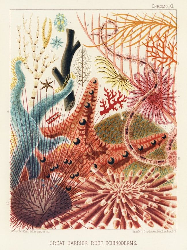 Vintage chromolithograph plate titled 'Great Barrier Reef Echinoderms' depicting various echinoderms and coral formations.
