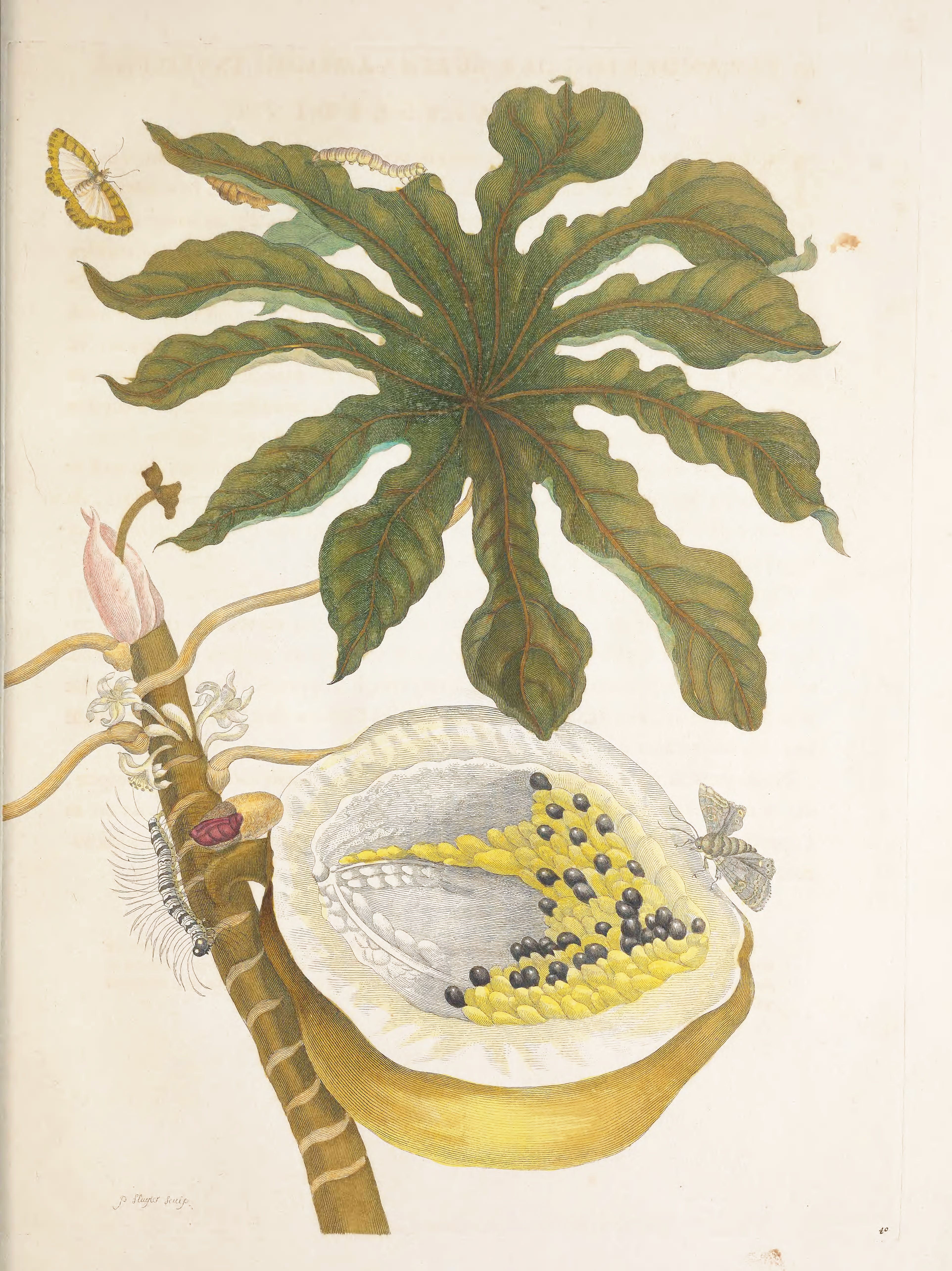 Watercolor painting of a pawpaw plant with fruit and insects.
