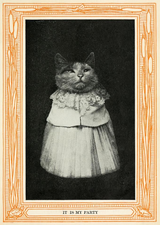 A black and white photograph of a cat wearing a Victorian-era dress, framed by an ornate orange border. The text 'IT IS MY PARTY' is below the image.