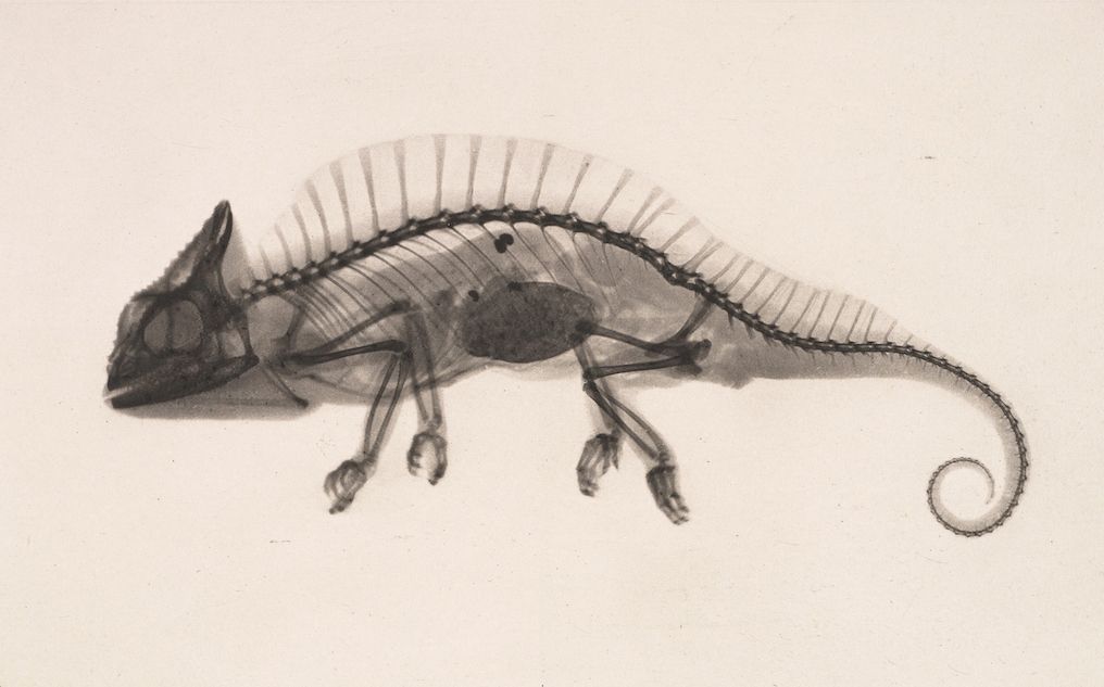X-ray of a chameleon skeleton