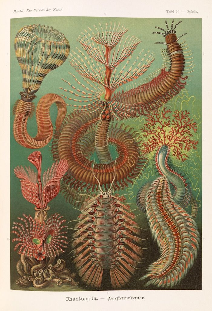 Vintage scientific illustration of various marine worms, including tube worms and feather duster worms, on a green background.