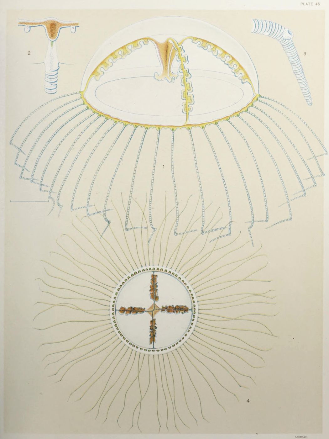 Vintage scientific illustration of a jellyfish with detailed anatomy and labeled diagrams.