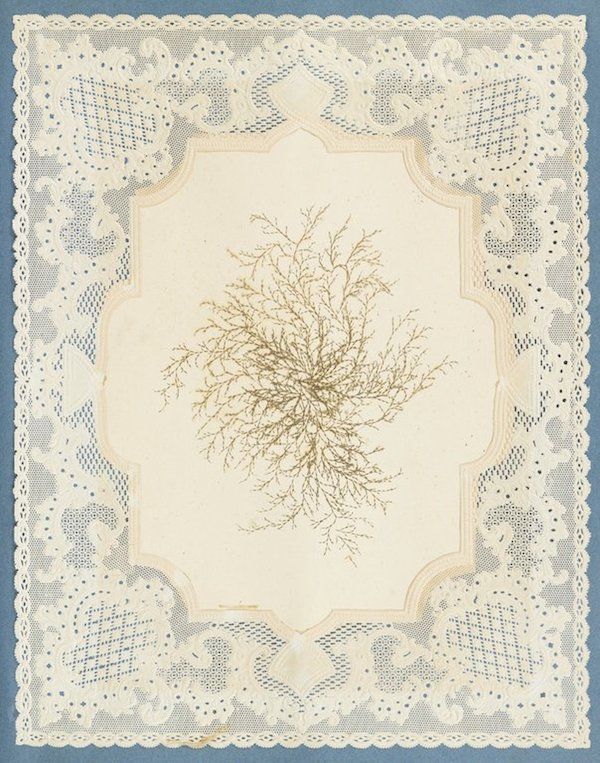 A vintage botanical illustration featuring a dried plant specimen mounted onto cream-colored paper and framed by an ornate lace border. The composition is set against a dark blue background.