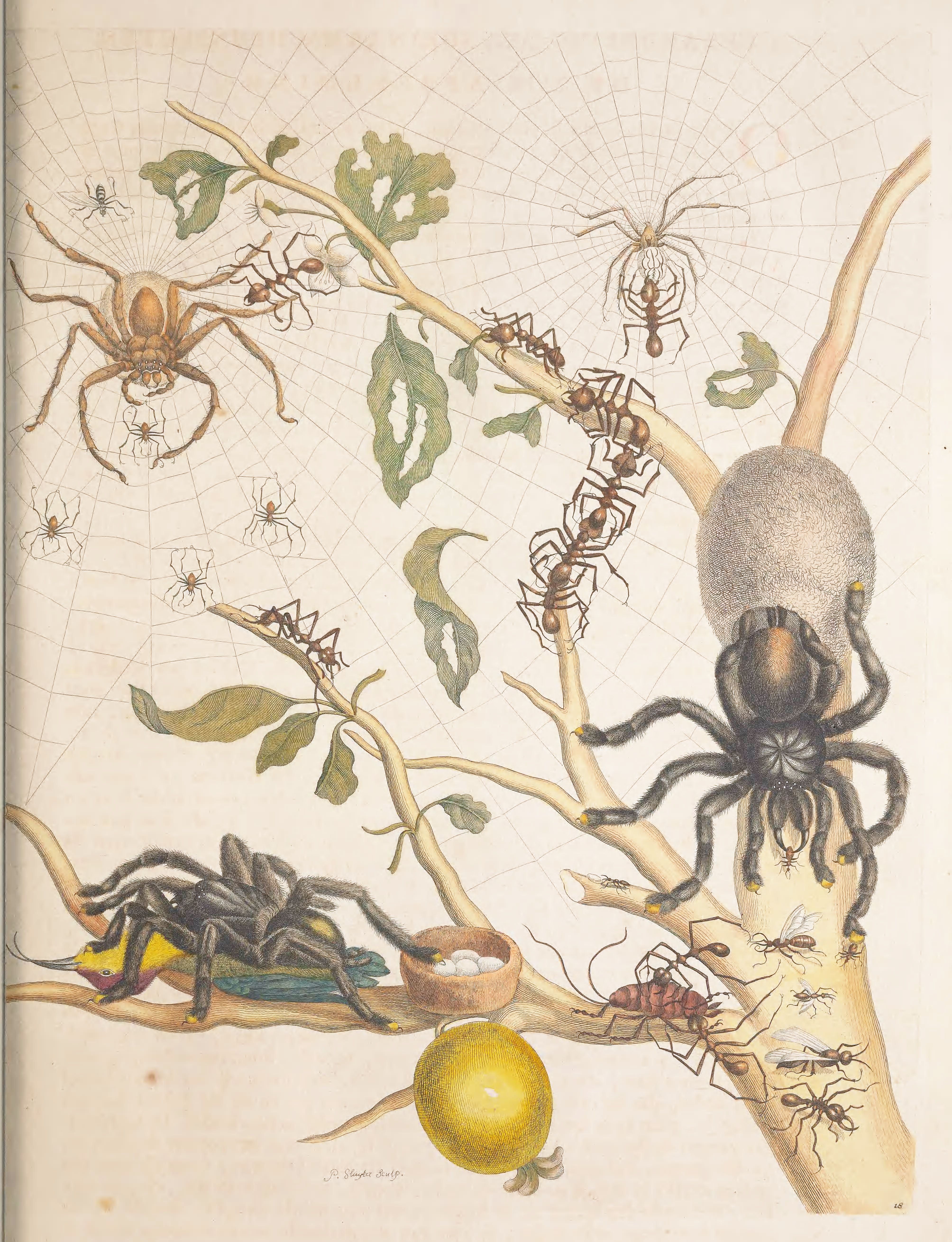 A detailed watercolor painting of spiders, ants, a branch with leaves and fruit, and a spiderweb.