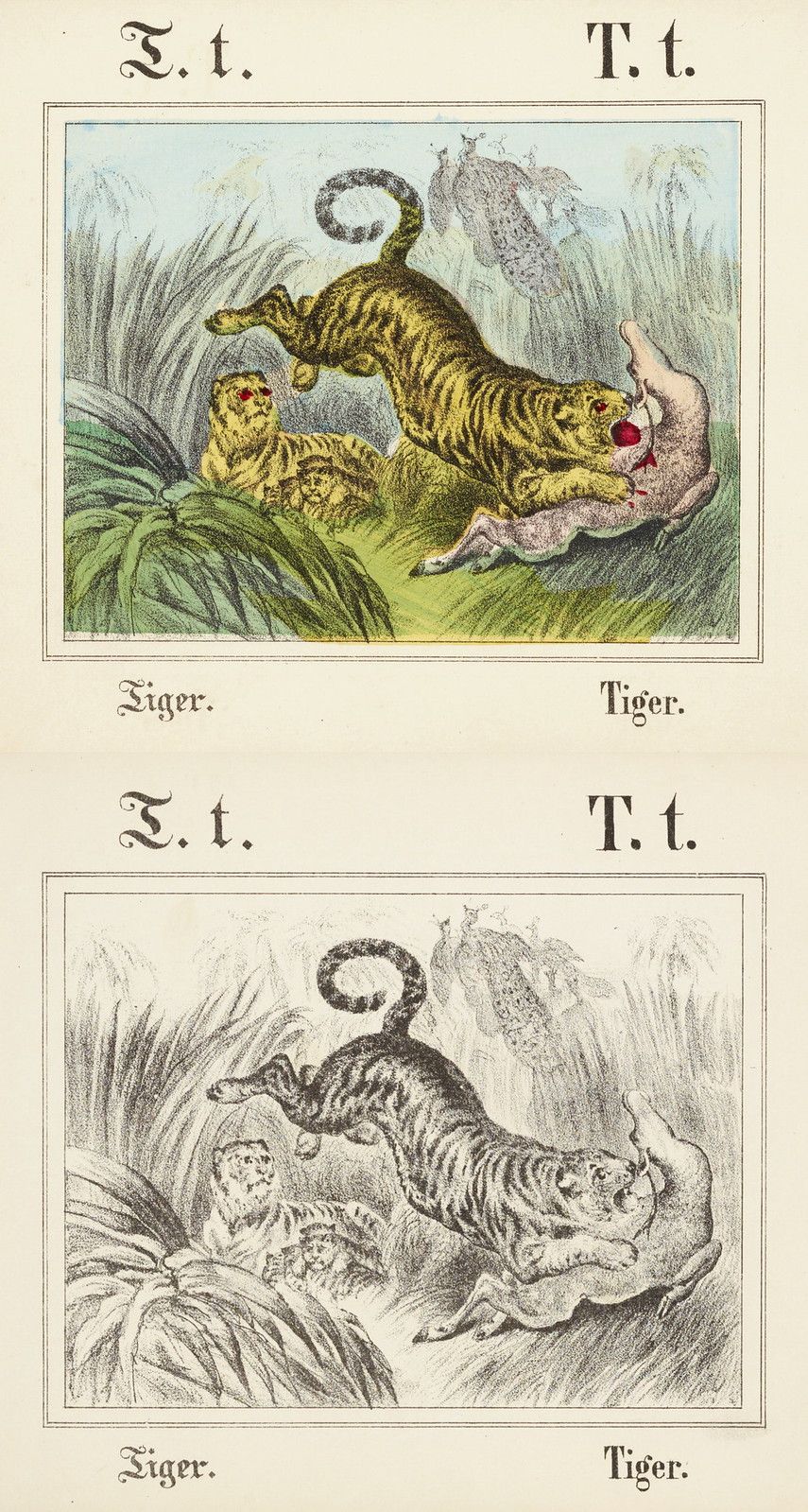 Two vintage illustrations of tigers leaping forward amidst grass and foliage. The top illustration is colored, while the bottom is grayscale.