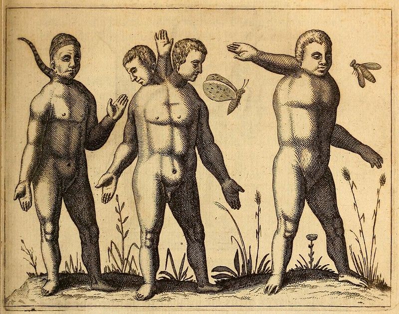 Vintage engraving of three conjoined infants standing in a field of plants.