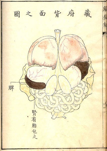 Vintage anatomical illustration of a brain within a skull, with Chinese characters labeling the parts.