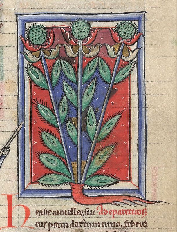 A medieval manuscript illustration of a plant with speckled green flowers and bright green leaves, framed by a red and blue border.