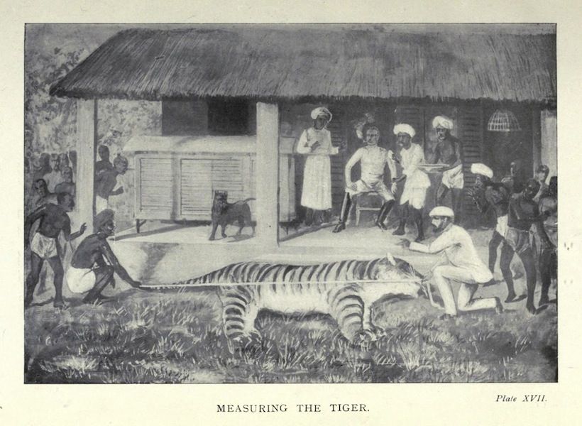 A vintage illustration titled 'Measuring the Tiger' shows a large tiger being measured by several men in traditional Indian attire. They are gathered under a thatched roof structure, with dogs nearby.