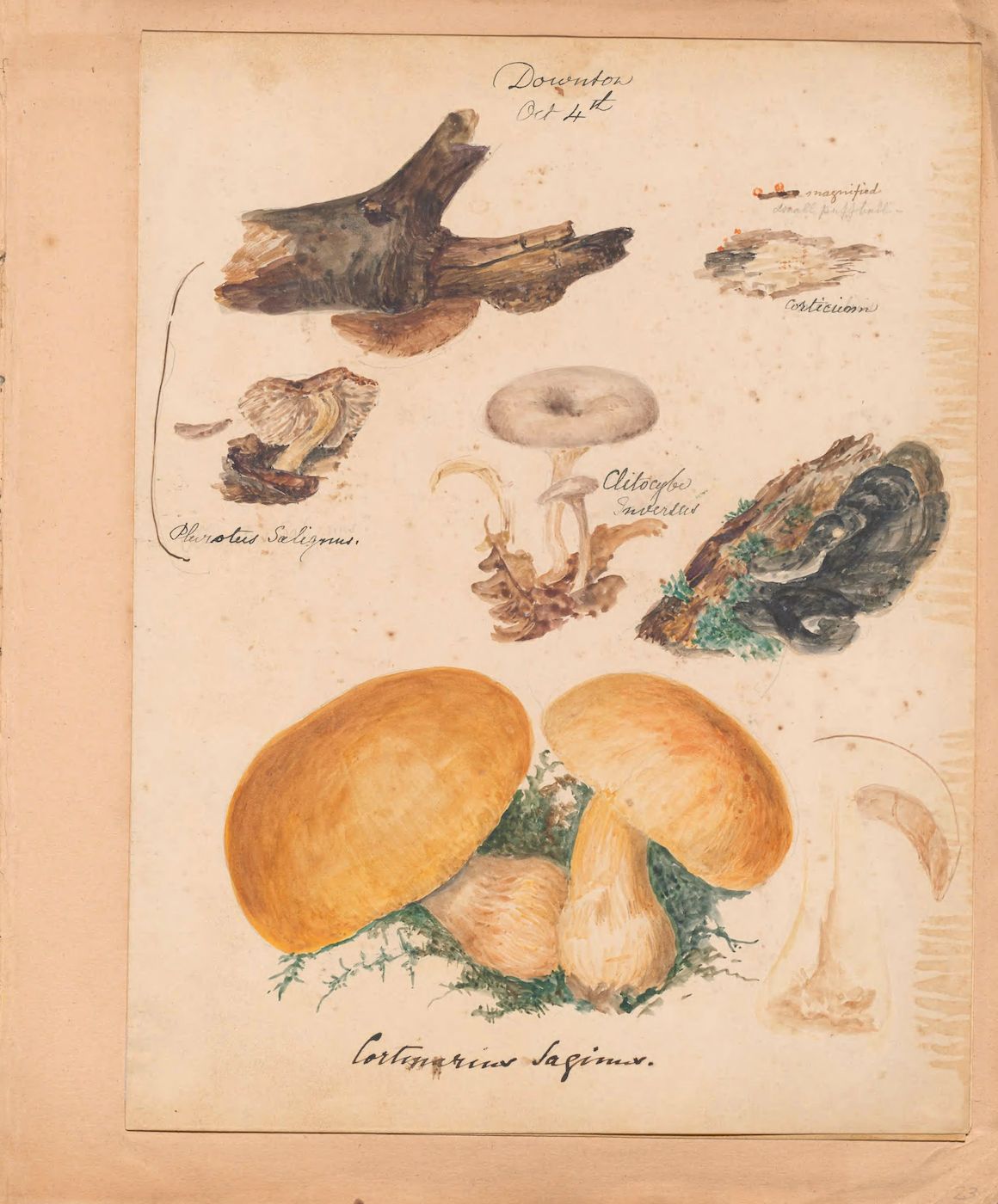 A vintage botanical illustration of various mushrooms, rendered in watercolor and ink on aged paper.