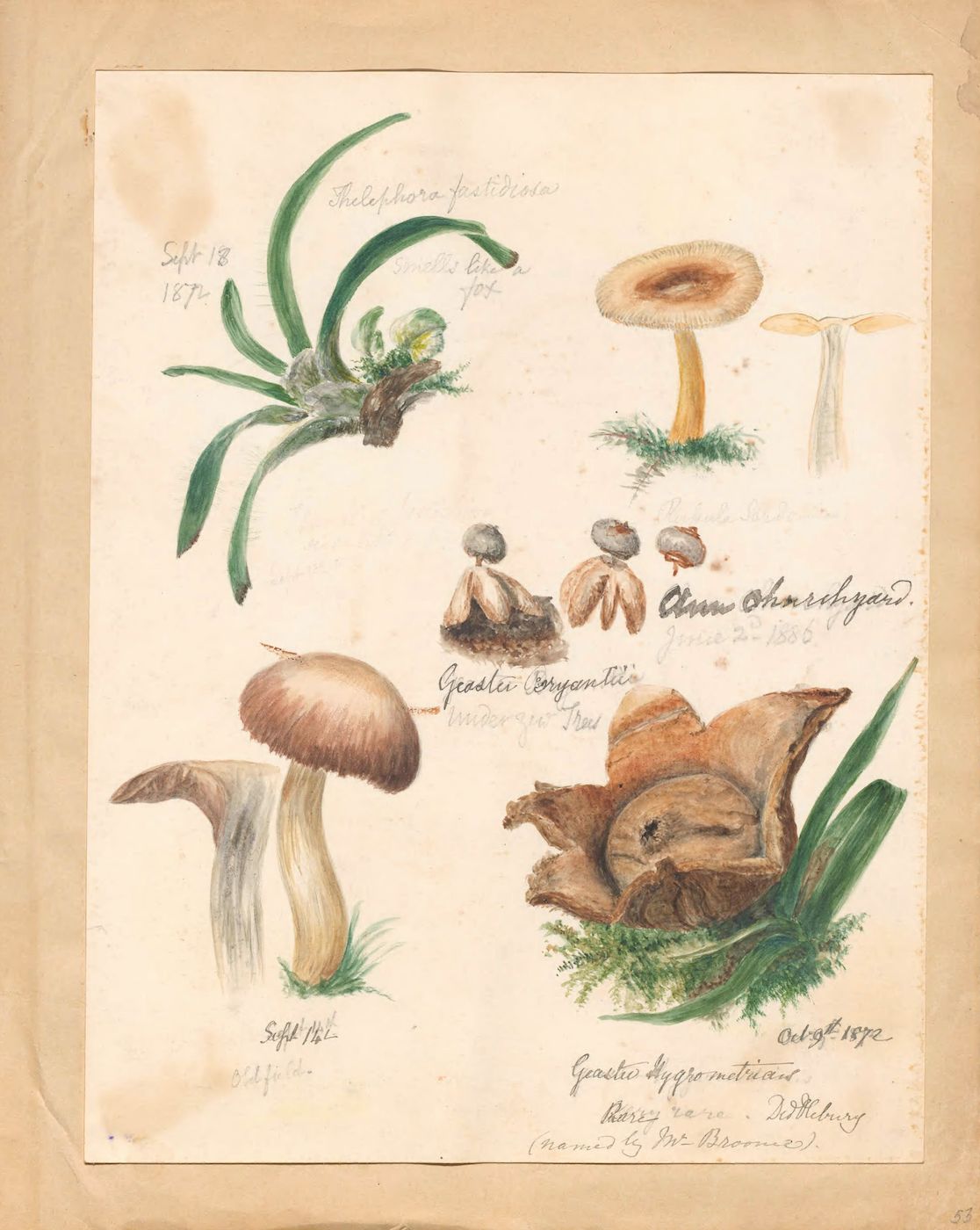 A vintage botanical illustration featuring four different types of mushrooms, rendered in watercolor and ink on cream-colored paper. Each mushroom is labeled with its botanical name and date.