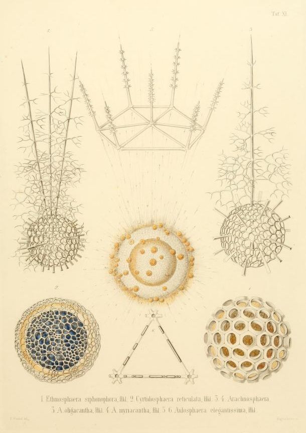 Vintage scientific illustration of six different microscopic organisms, each depicted as a sphere with radiating elements.